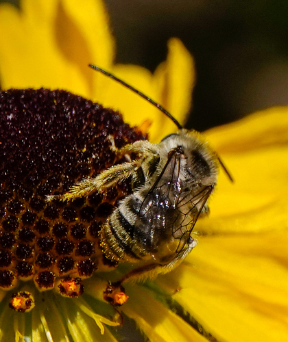 iNaturalist observation photo of Longhorn Bees