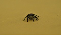 Phidippus phoenix