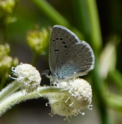iNaturalist observation photo of Boisduval's Blue