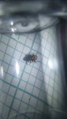 Rhinoncus pericarpius