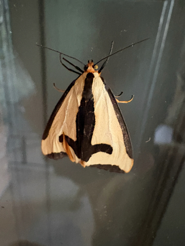 Clymene Moth