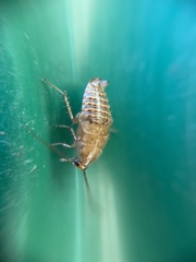 Ectobius lapponicus