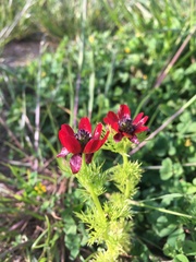 Adonis annua