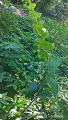 Polygonatum multiflorum