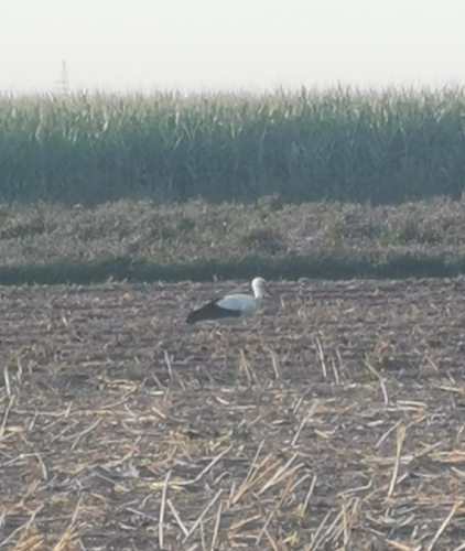 White Stork