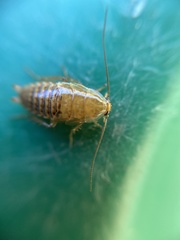 Ectobius lapponicus