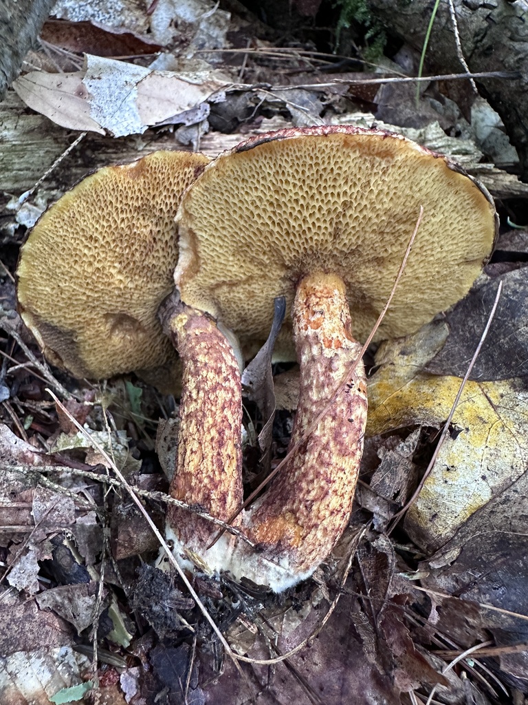 Painted Suillus · August 2026 · photo: Photo: (c) LJ Moore-McClelland, some rights reserved (CC BY) · iNaturalist