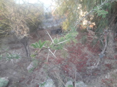 Vachellia schaffneri