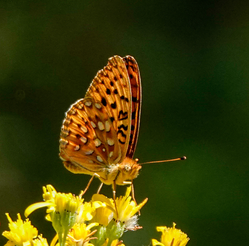 iNaturalist observation photo of Mormon Fritillary