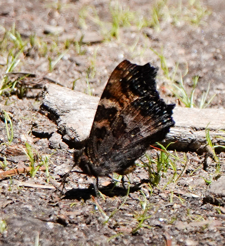 iNaturalist observation photo of California Tortoiseshell