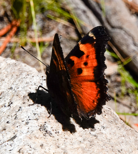 iNaturalist observation photo of California Tortoiseshell