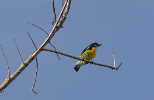 Prionochilus plateni observed 2026-07-19
