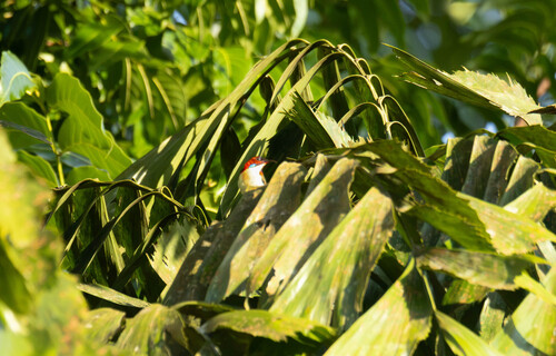Aethopyga shelleyi observed 2026-07-19