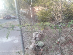 Vachellia schaffneri