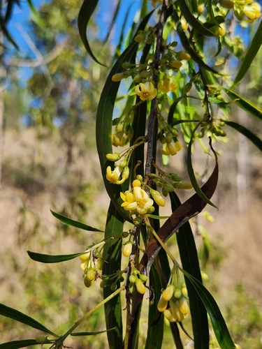 Native apricot