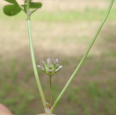 Trifolium cernuum
