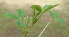 Trifolium cernuum
