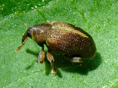 Lignyodes enucleator