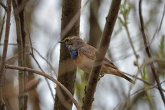 Luscinia svecica svecica