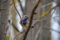 Luscinia svecica svecica