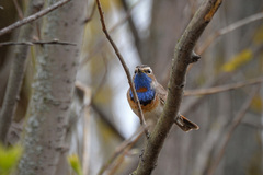 Luscinia svecica svecica