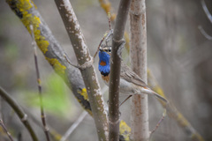 Luscinia svecica svecica