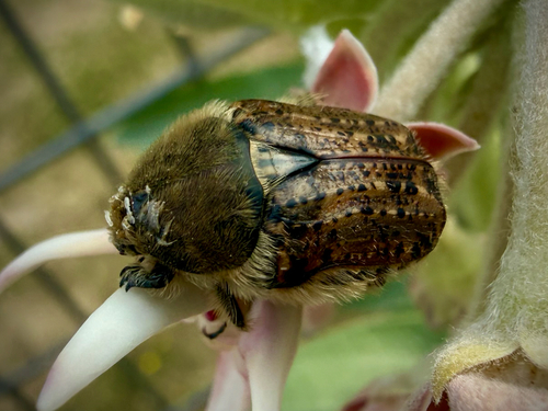 Bumble Flower Beetle