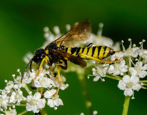 iNaturalist observation photo of Eucerceris provancheri
