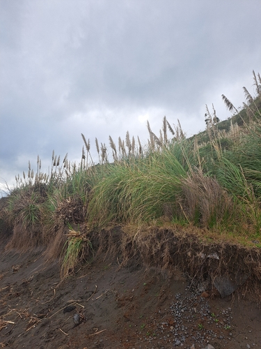 Cortaderia jubata, photograph 6