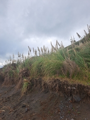 Cortaderia jubata, photograph (c) Lauren H, some rights reserved (CC BY-SA)