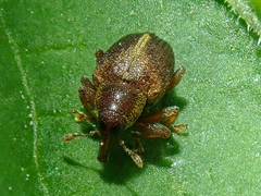 Lignyodes enucleator