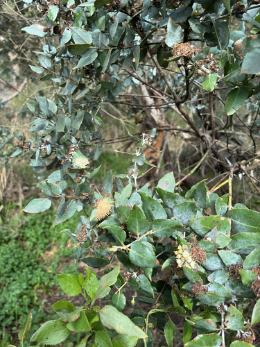 Eucalyptus crenulata observed 2026-08-14
