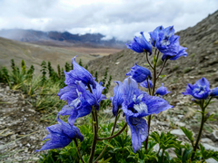 Delphinium brunonianum