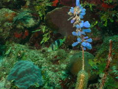 Clavelina puertosecensis