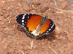 Danaus chrysippus alcippus