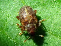 Lignyodes enucleator