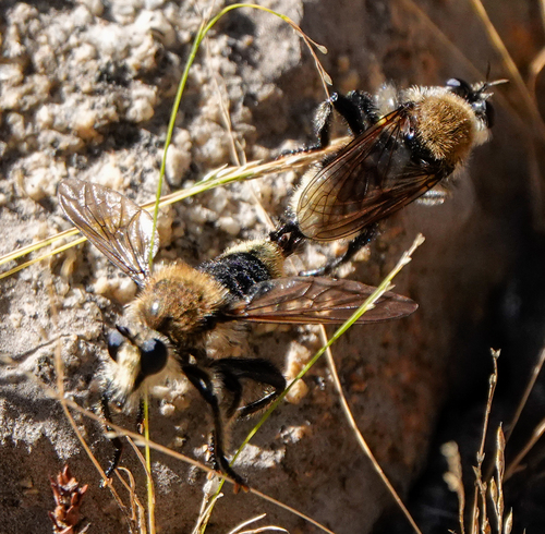 iNaturalist observation photo of Bee-mimic Robber Flies