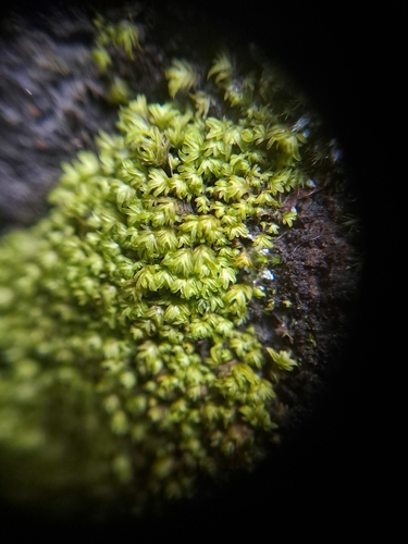 Fissidens megalotis, 2026-08-14