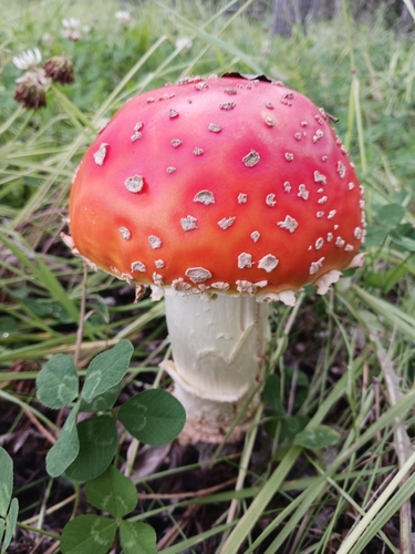 Fly Agaric