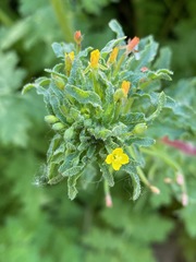 Camissoniopsis hirtella