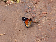 Danaus chrysippus alcippus