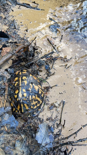 Eastern Box Turtle patterned in amber and black at the muddy edge of a cove