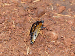 Danaus chrysippus alcippus