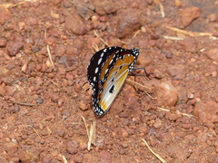 Danaus chrysippus alcippus