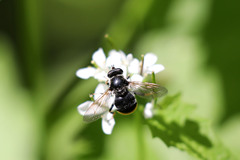 Blera fallax