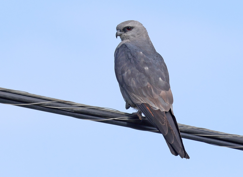 Mississippi Kite (Ictinia mississippiensis)