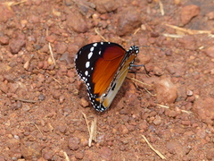 Danaus chrysippus alcippus