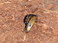 Danaus chrysippus alcippus