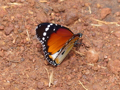 Danaus chrysippus alcippus