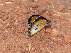 Danaus chrysippus alcippus